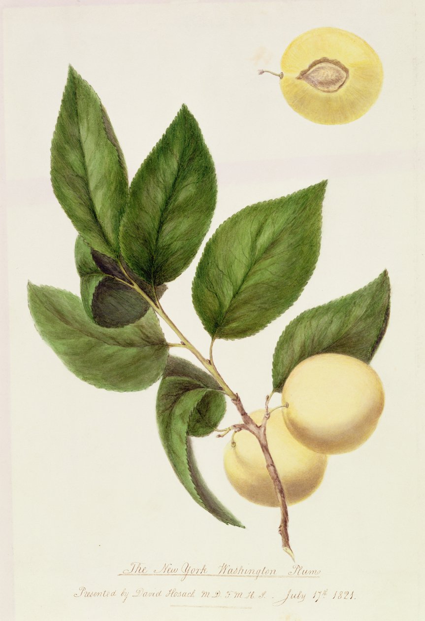 New York Washington Plum, 1821 od William Hooker
