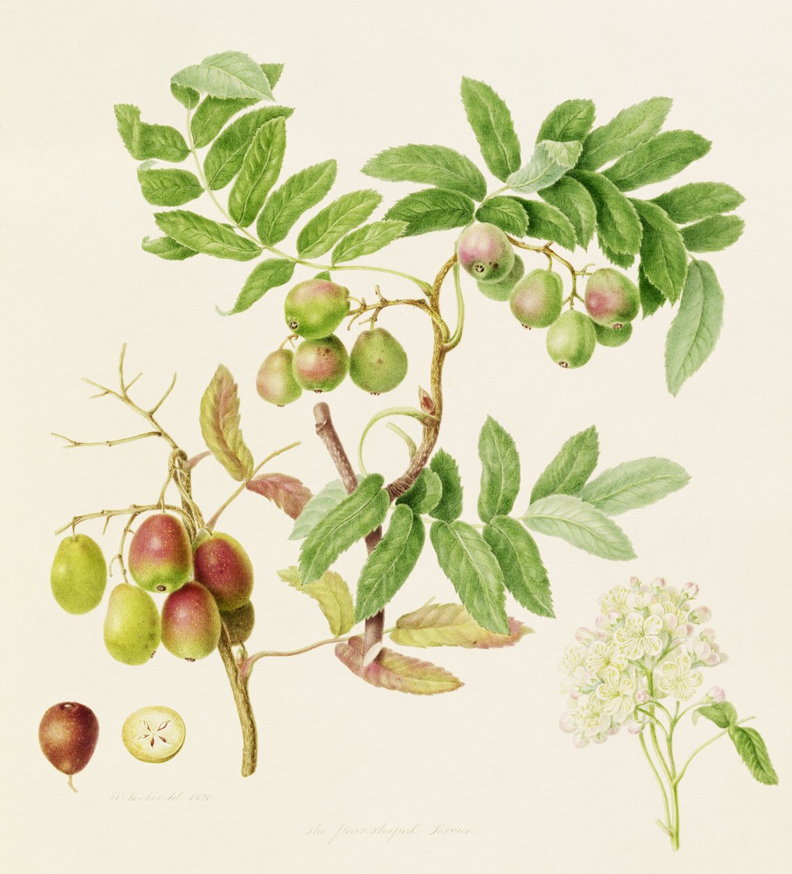 Jablko servisního kraba ve tvaru hrušky, 1820 od William Hooker