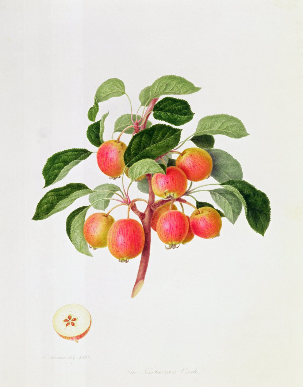 Tartarijské krabí jablko, 1819 od William Hooker