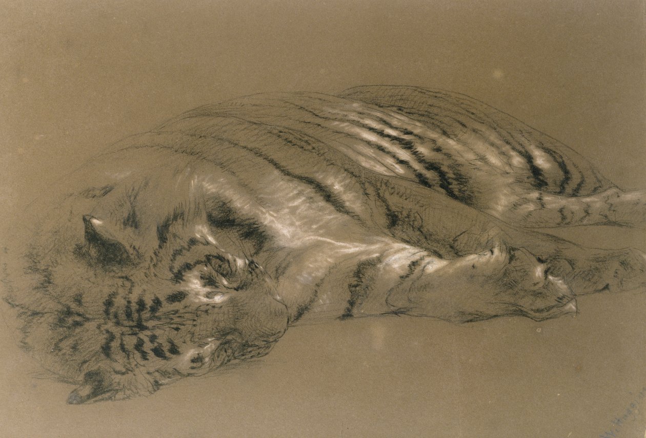 Spící tygr, 1876 (tužka a křída na papíře) od William Huggins