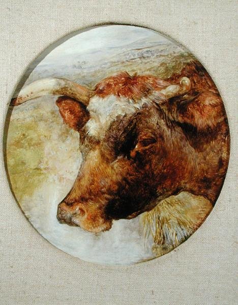 Hlava krávy Longhorn od William Huggins
