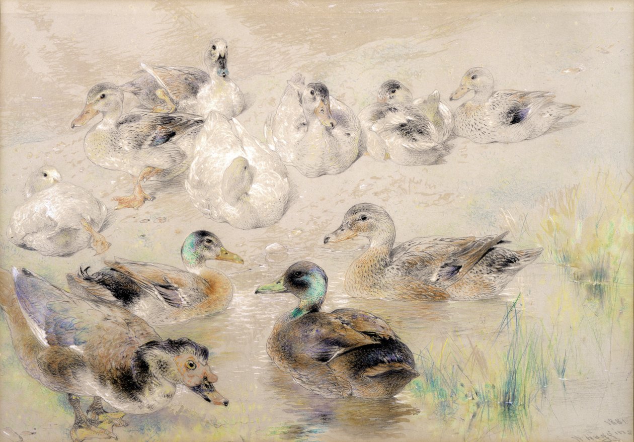 Studie kachen od William Huggins