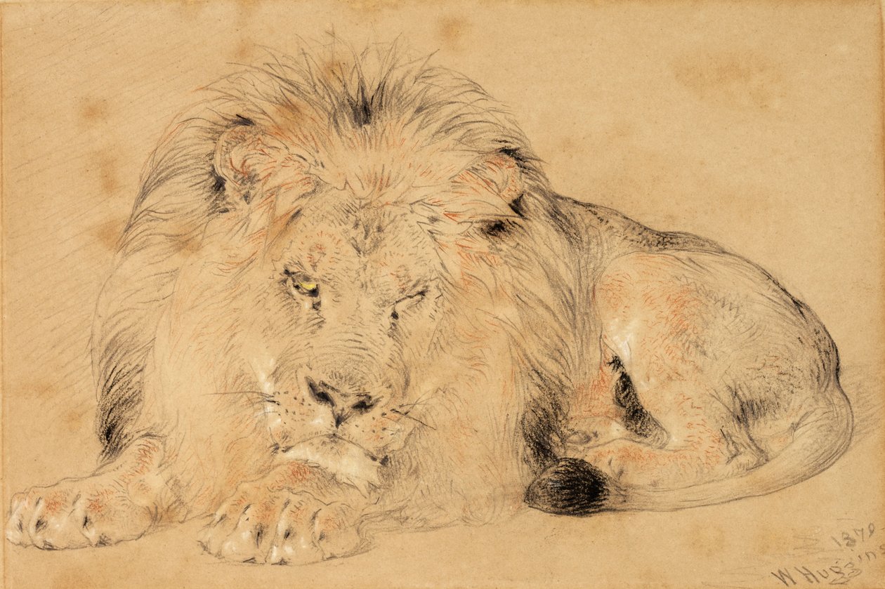 Studie lva, 1879 (křída na papíře) od William Huggins