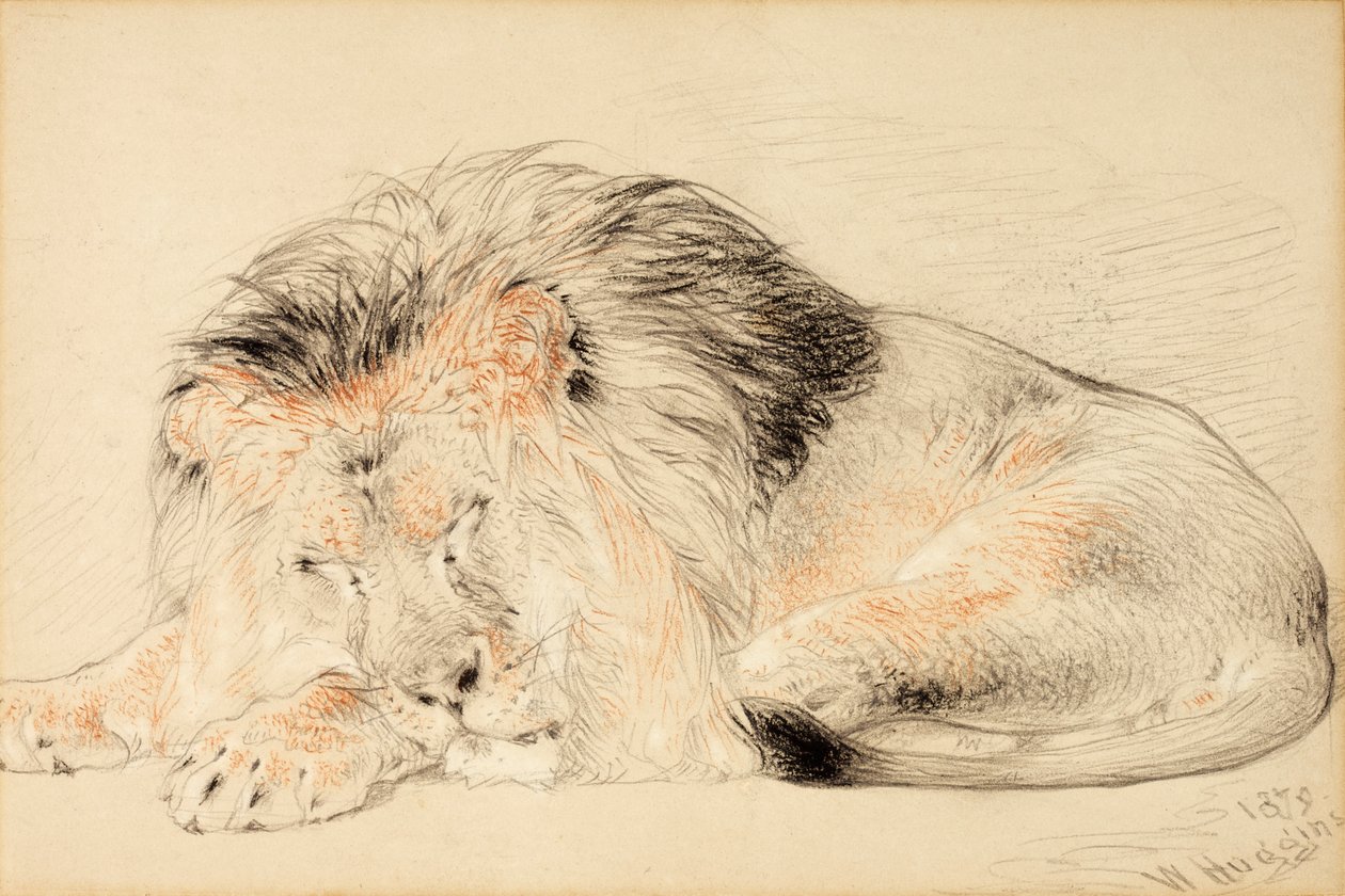 Studie lva, 1879 (křída na papíře) od William Huggins