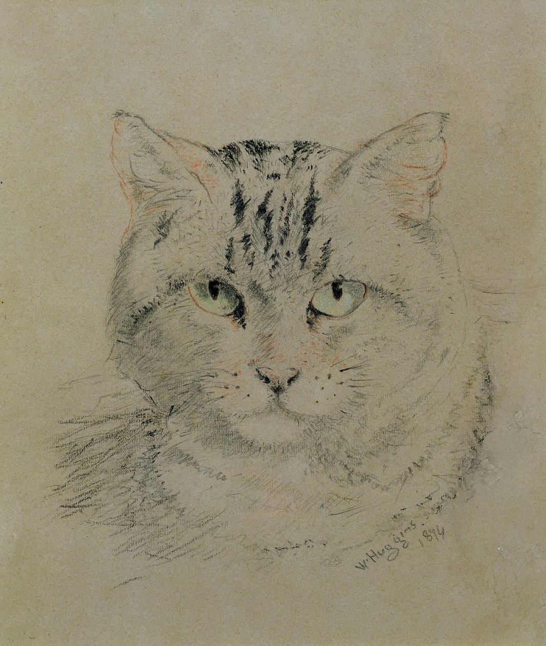 Tabby Cat, 1874 (tužka, pastelka a uhel na papíře) od William Huggins