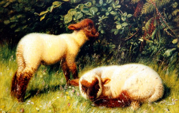 Ovce, cca 1860 (olej na palubě) od William J. Webbe or Webb