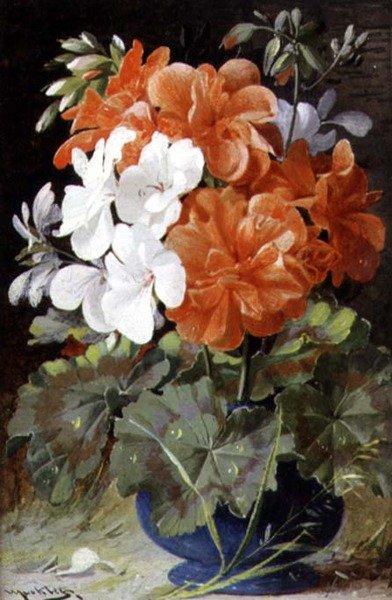 Pelargonie od William Jabez Muckley