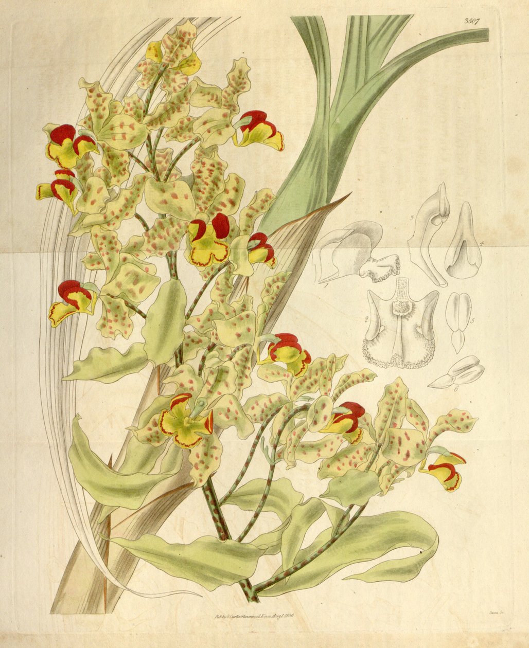 Cyrtopodium punctatum od William Jackson Hooker