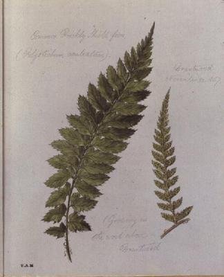 Kapradina Common Prickly Shield, malovaná v Brantwood, 30. listopadu 1857 (akvarel na papíře) od William James Linton