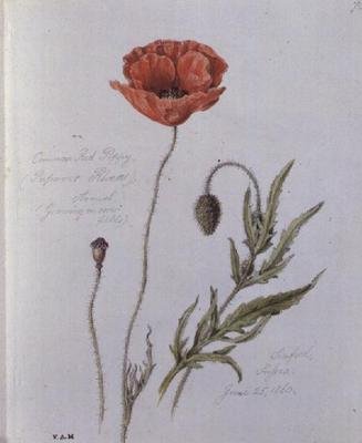 Common Red Poppy, malovaný v Seaford, Sussex, 25. června 1860 (akvarel na papíře) od William James Linton