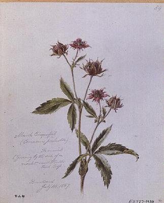 Mochna bahenní, malovaná v Brentwoodu od William James Linton