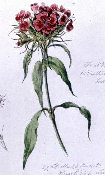 Sweet William, malovaný v Regents Park, 7. června 1868 (akvarel na papíře) od William James Linton