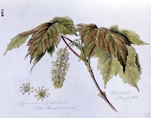 Sycamore, nebo Great Maple, malovaný v Brantwood, 3. května 1865 (akvarel na papíře) od William James Linton