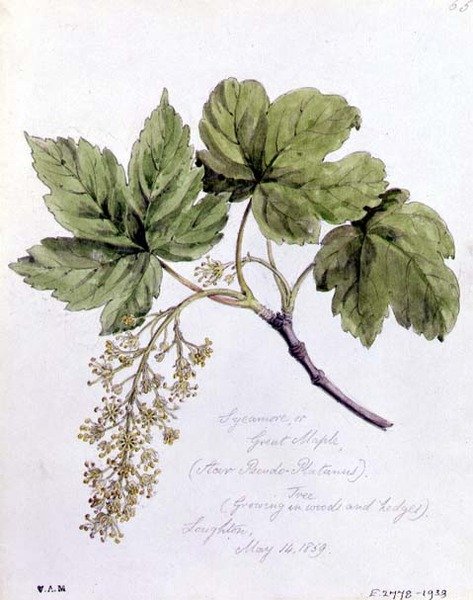 Sycamore, neboli Velký javor, malovaný v Loughtonu od William James Linton