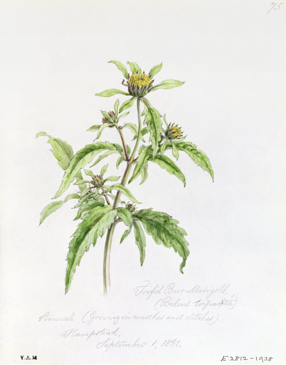 Trifid Burr-Marigold, malovaný v Hampstead, 1. září 1861 od William James Linton
