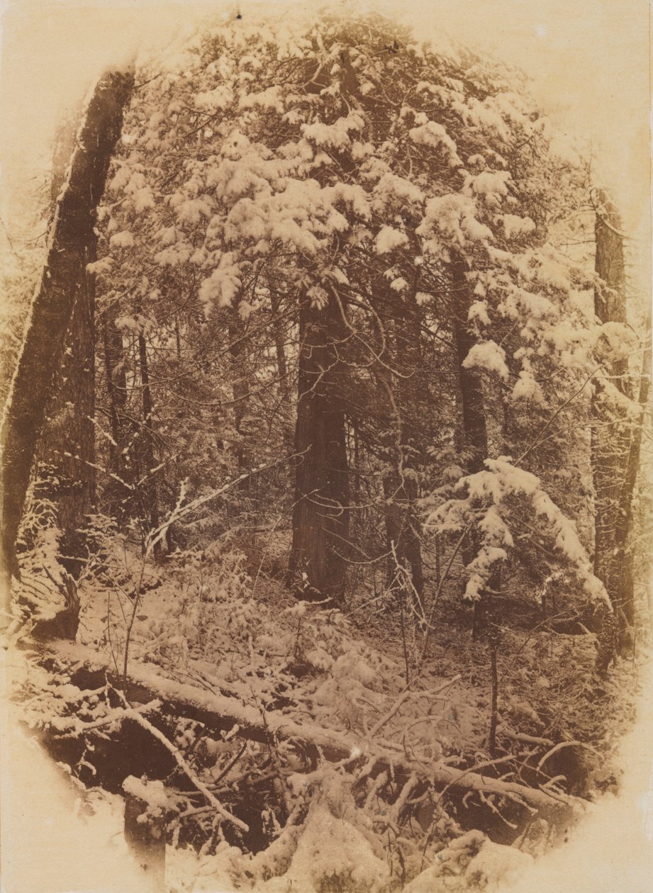 Bez názvu Woods in Snow, 1859. od William James Stillman