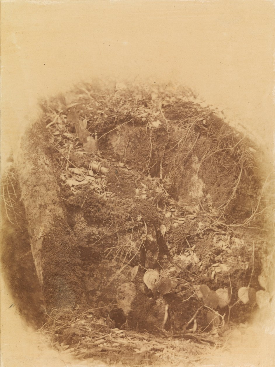 Bez názvu, z portfolia The Forest: Adirondacký les od William James Stillman