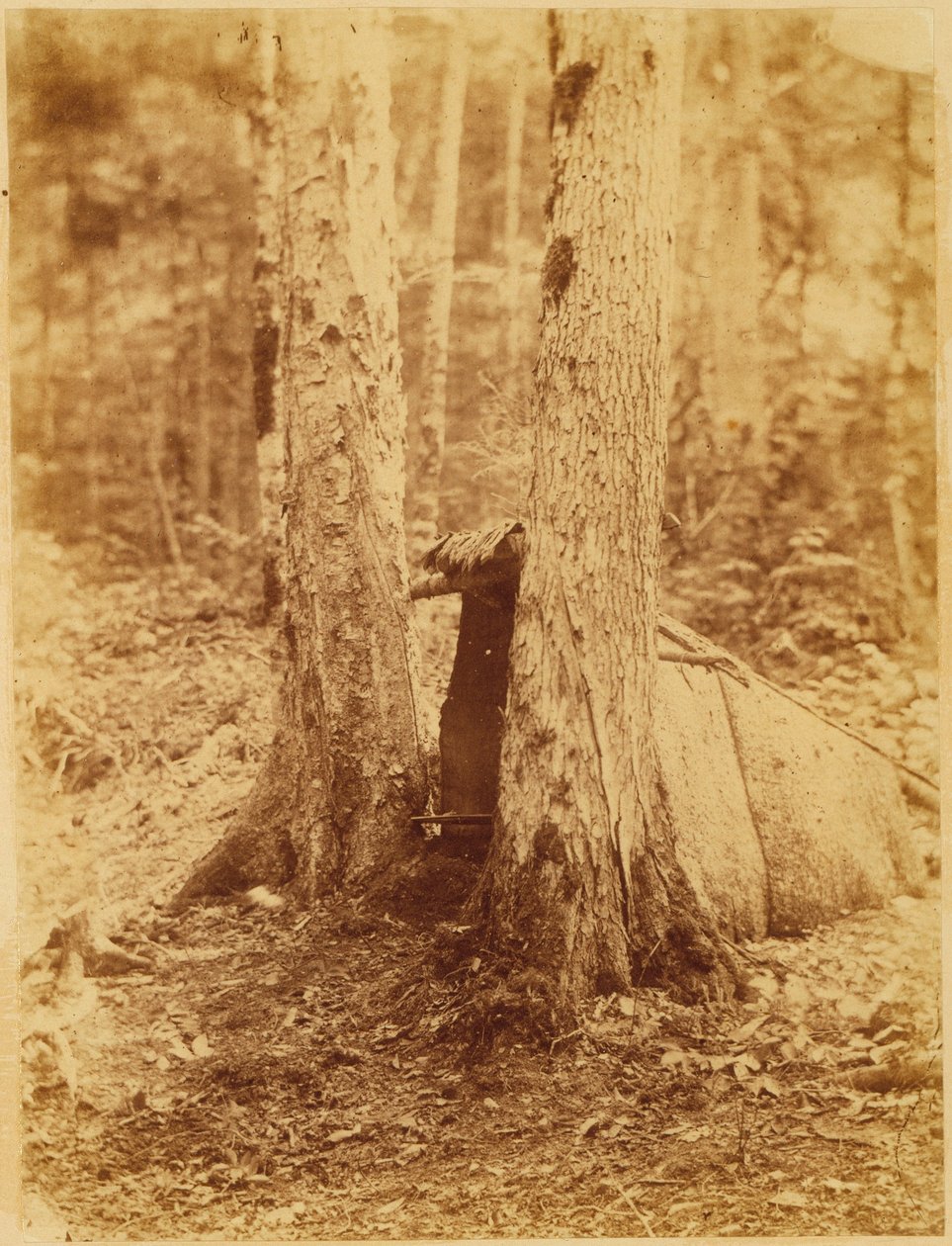 Bez názvu, z portfolia The Forest: Adirondacký les od William James Stillman