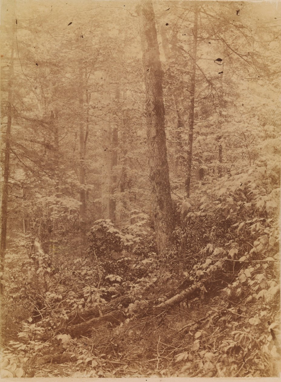 Bez názvu, z portfolia The Forest: Adirondacký les od William James Stillman
