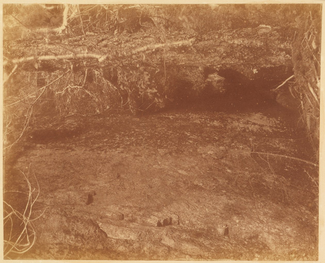 Bez názvu, z portfolia The Forest: Adirondacký les od William James Stillman