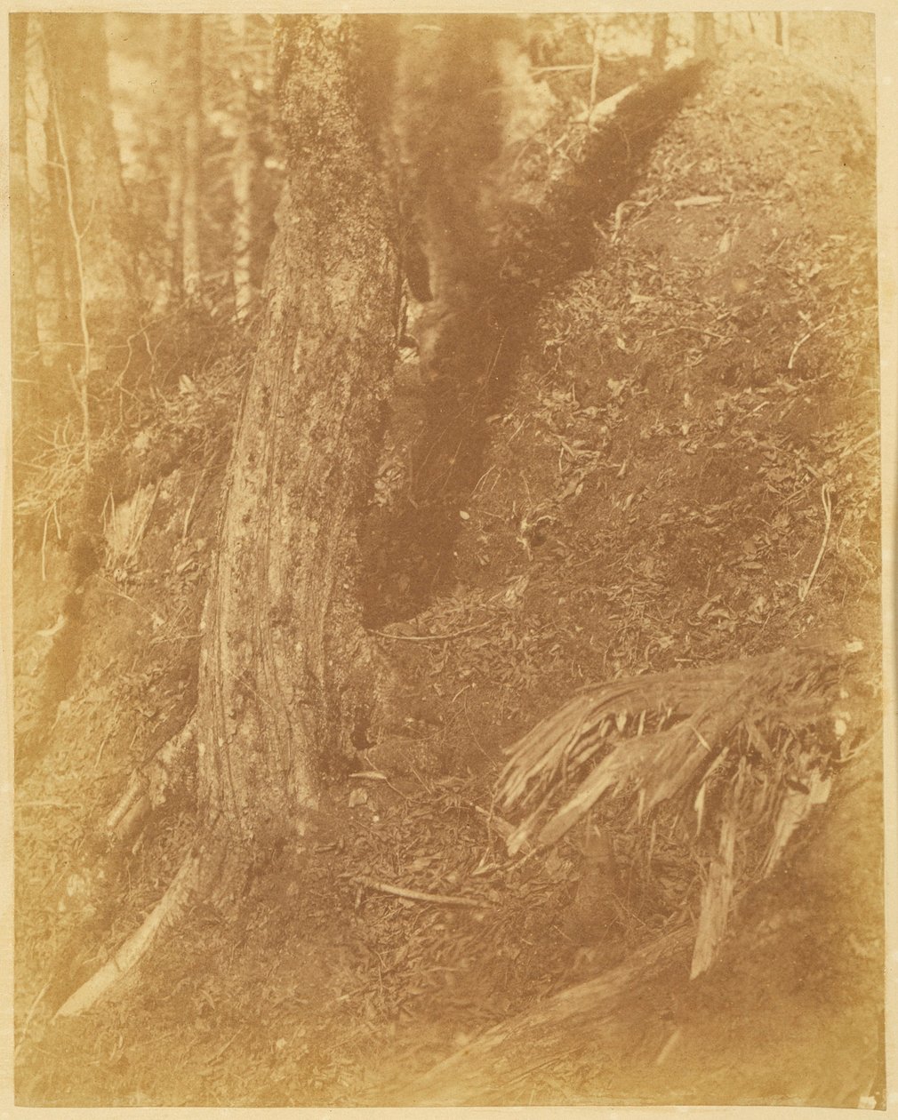 Bez názvu, z portfolia The Forest: Adirondacký les od William James Stillman