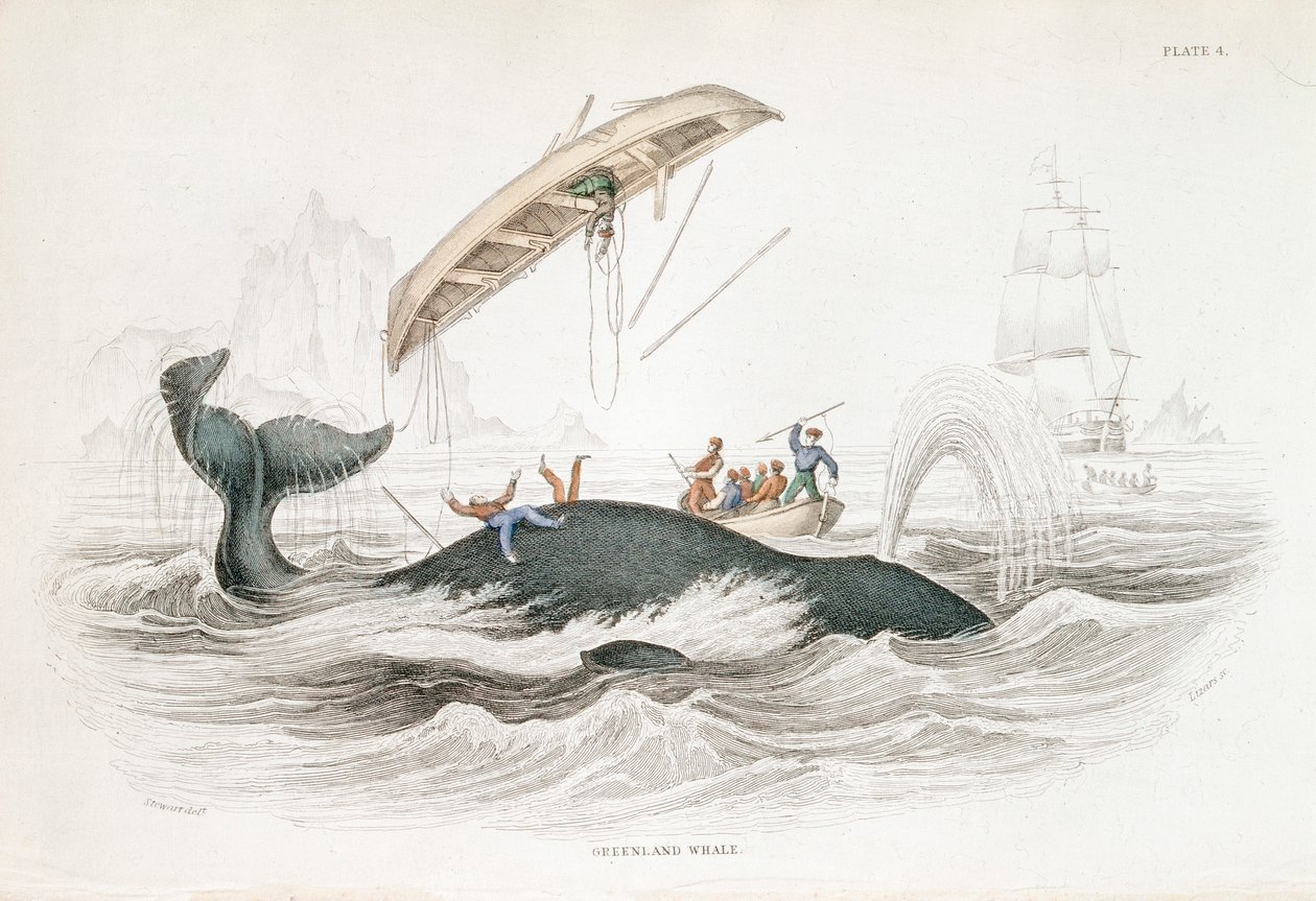 Harpuning grónské velryby, která odhodila jeden z útočících člunů, 1837 od William Jardine