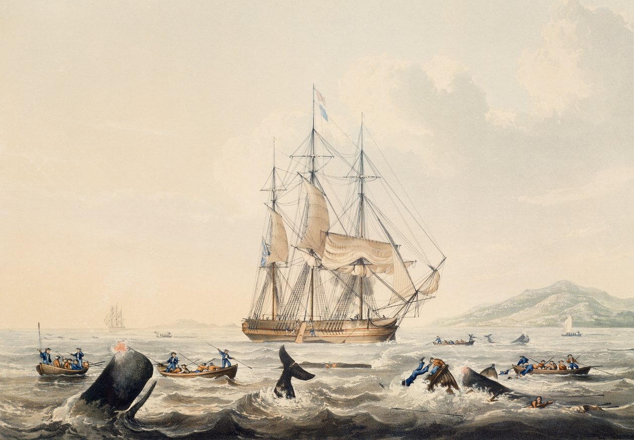 Lov velryb v jižních mořích, rytina William John Huggins (1781-1845), 44x57 cm od William John Huggins