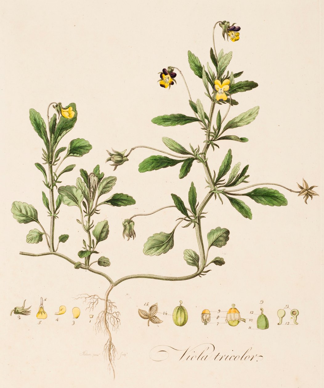 Viola tricolor, Wild Pansy, c1770-1790. od William Kilburn