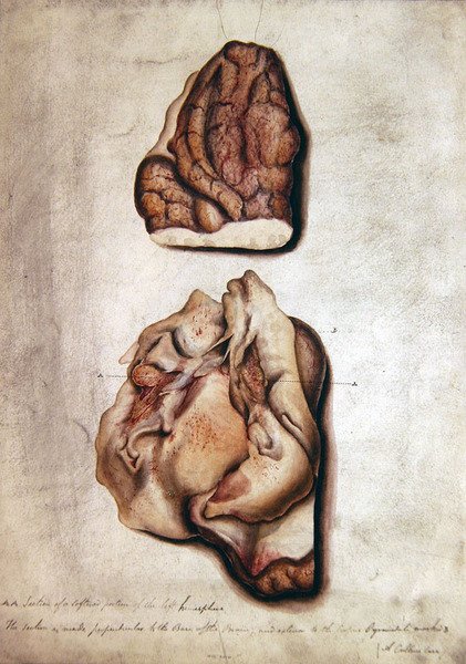 Study of Brain III, c.1850 (akvarel na papíře) od William Lover