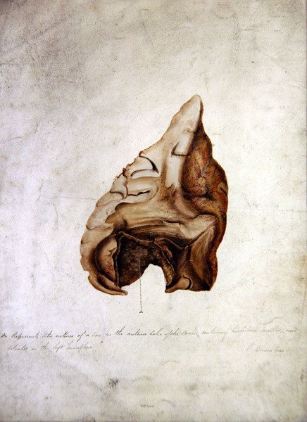 Study of Brain I, c.1850 (akvarel na papíře) od William Lover