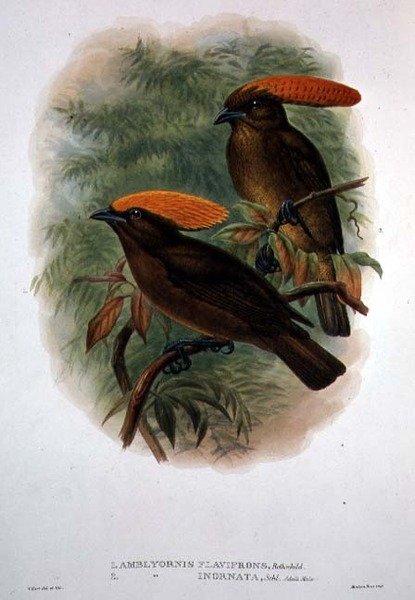 Amblyornis Flavifrons (barevné lito) od William Matthew Hart