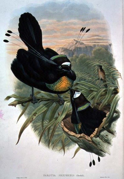 Arfak Šestidrátový Bird of Paradise (barevné lito) od William Matthew Hart