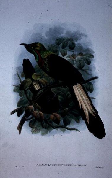 Astrapia Splendidissima (barevné lito) od William Matthew Hart
