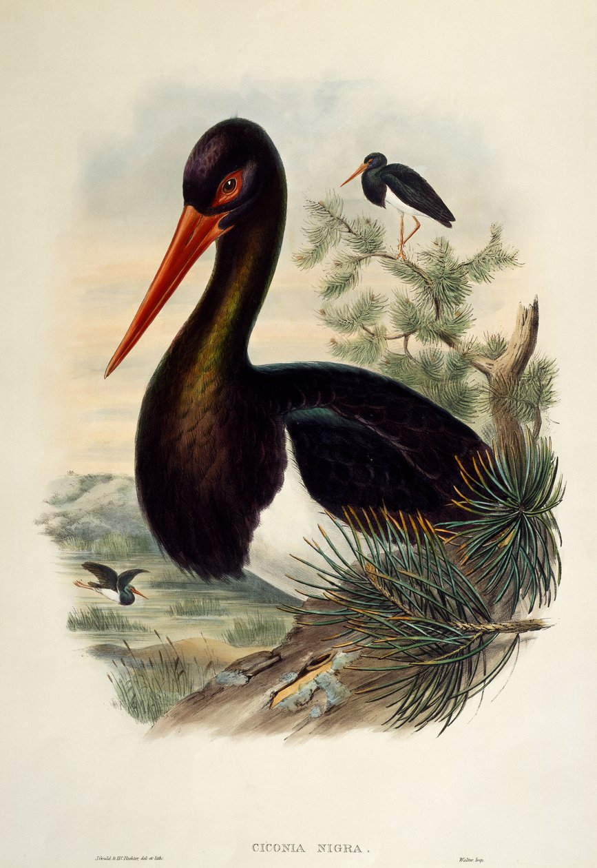Čáp černý (Ciconia nigra), litografie z Birds of Great Britain od William Matthew Hart