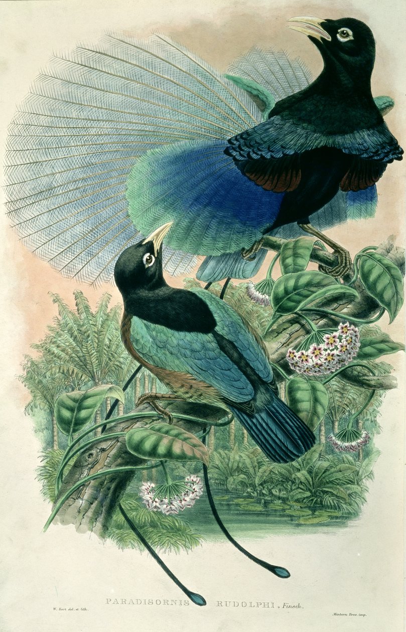 Blue Bird of Paradise (barevné lito) od William Matthew Hart