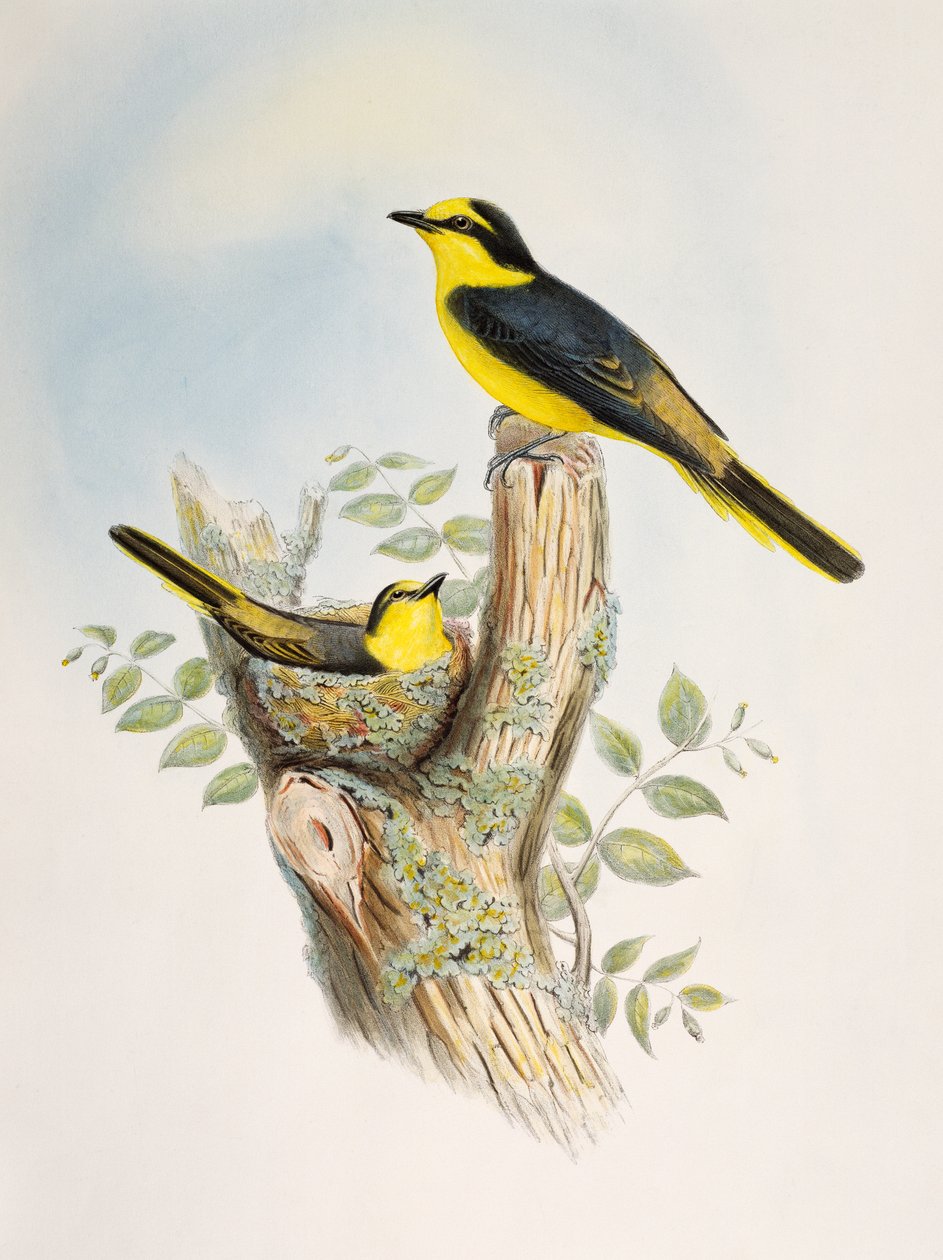 Minivet hnědý (Pericrocotus cantonensis), litografie z Birds of Asia od William Matthew Hart