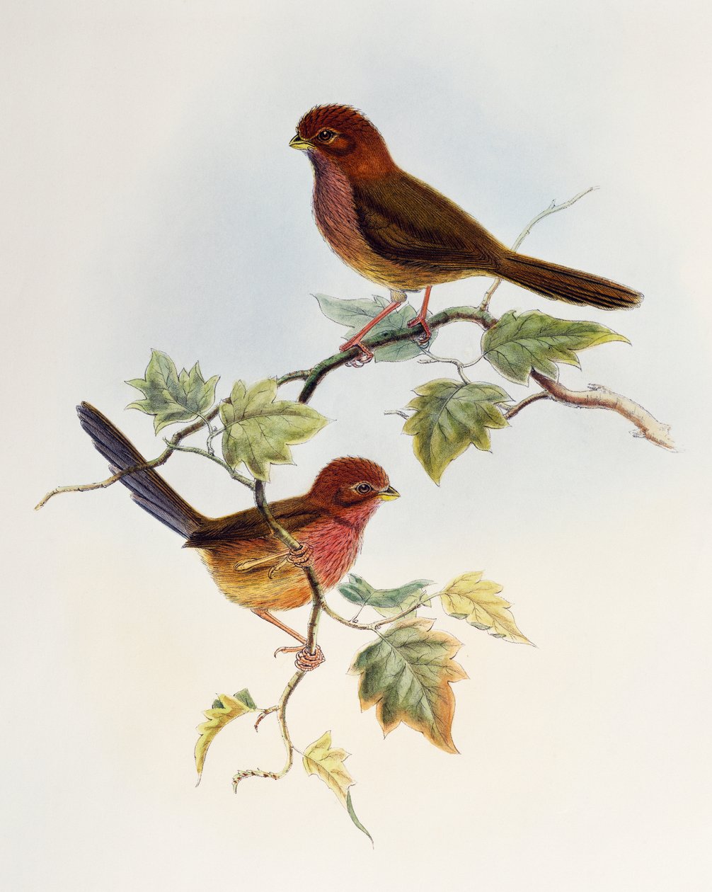 Parrotbill hnědokřídlý (Paradoxornis brunneus), litografie z Birds of Asia od William Matthew Hart