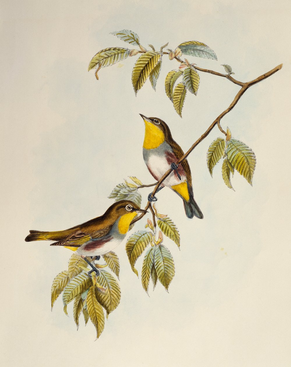 Bělooký kaštanový (Zosterops erythropleurus), litografie z Birds of Asia od William Matthew Hart