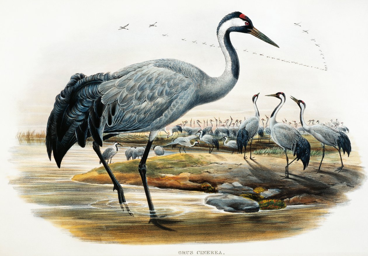 Jeřáb obecný (Grus cinerea), litografie z Birds of Great Britain od William Matthew Hart