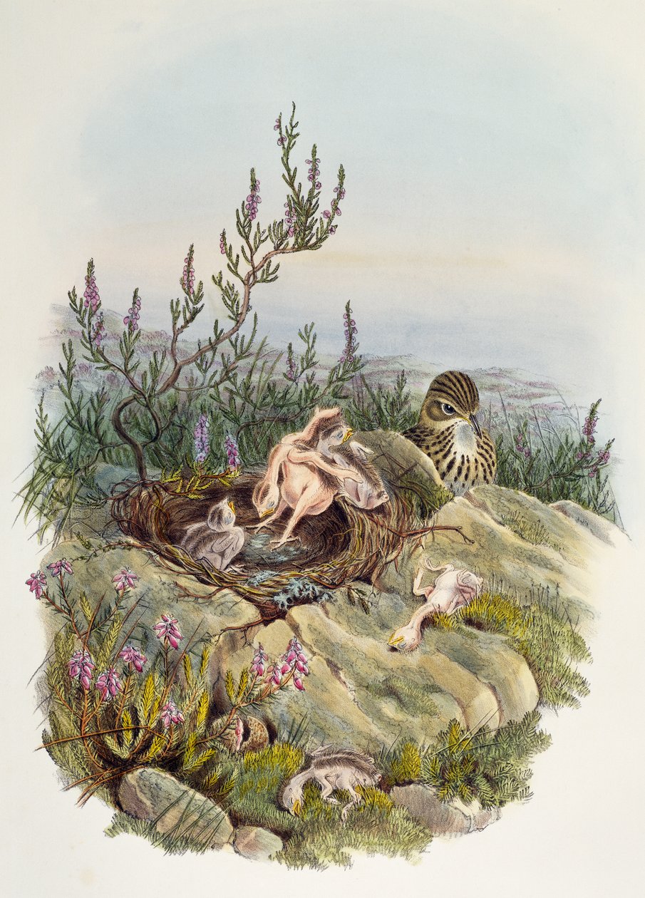 Kukačka obecná, John Gould (1804-1881), litografie William Matthew Hart (1830-1908), Spojené království od William Matthew Hart
