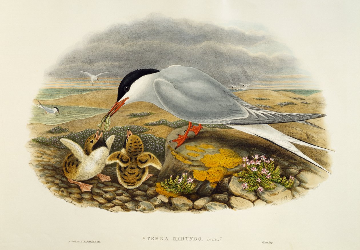 Rybák obecný (Sterna hirundo), litografie z Birds of Great Britain od William Matthew Hart