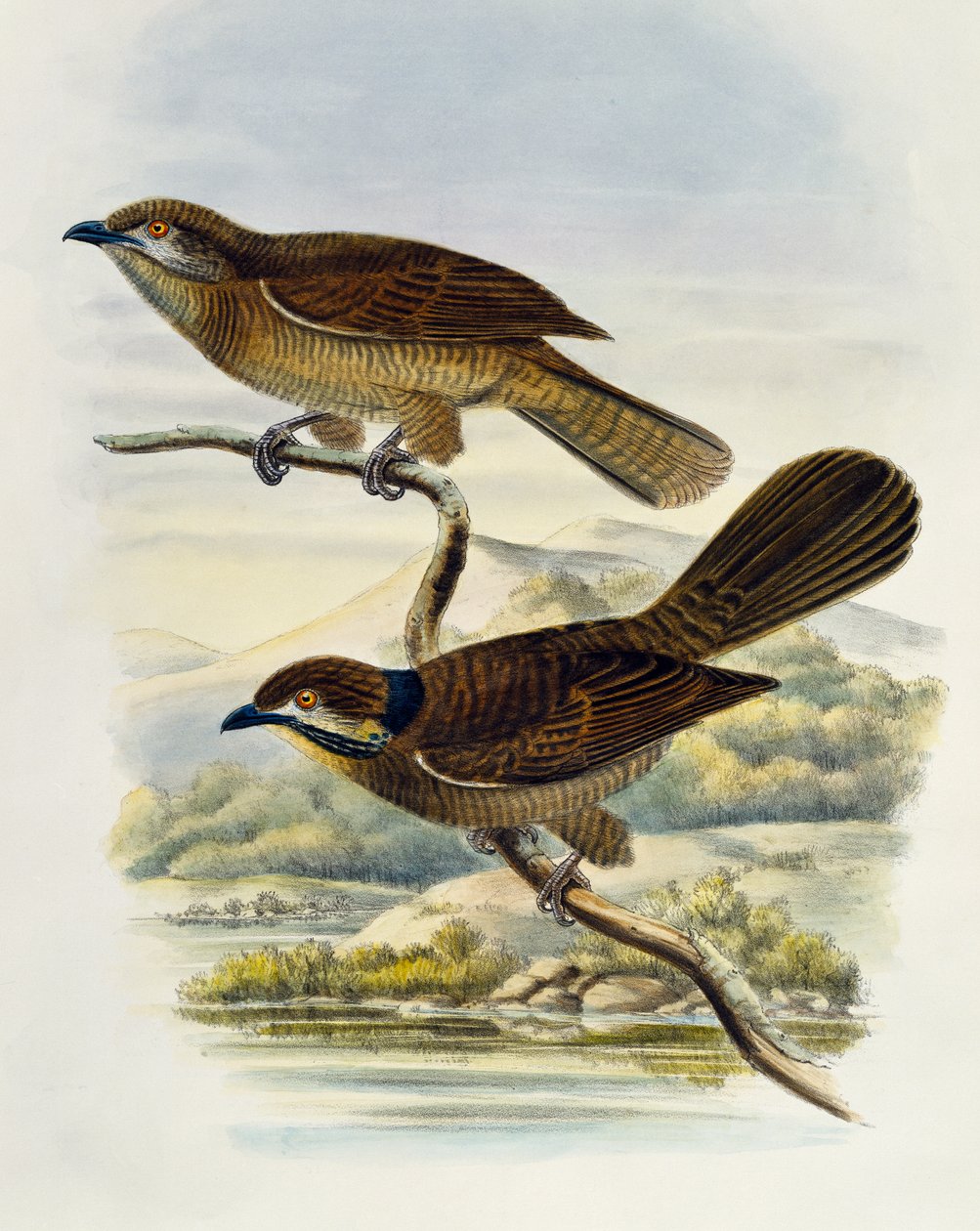 Trpasličí koel (Microdynamis parva), rytina William Matthew Hart (1830-1908), Velká Británie od William Matthew Hart