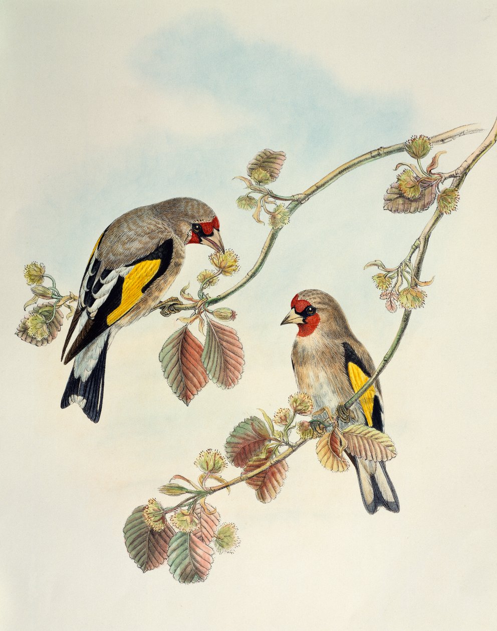 Stehlík evropský (Carduelis carduelis caniceps), litografie z Birds of Asia od William Matthew Hart