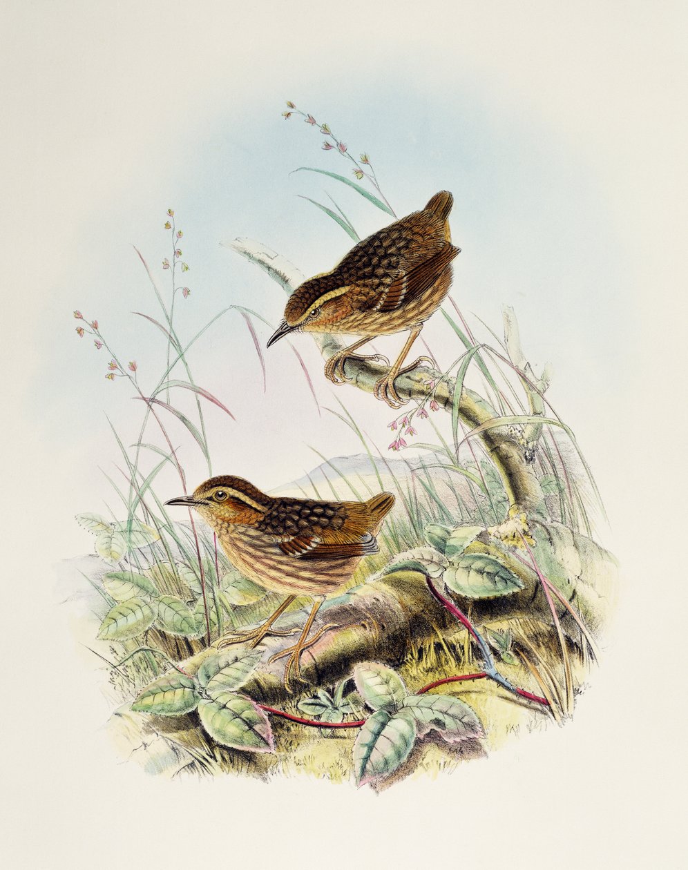 Eyebrowed Wren-Babbler (Napothera epilepidota), litografie z Birds of Great Britain od William Matthew Hart
