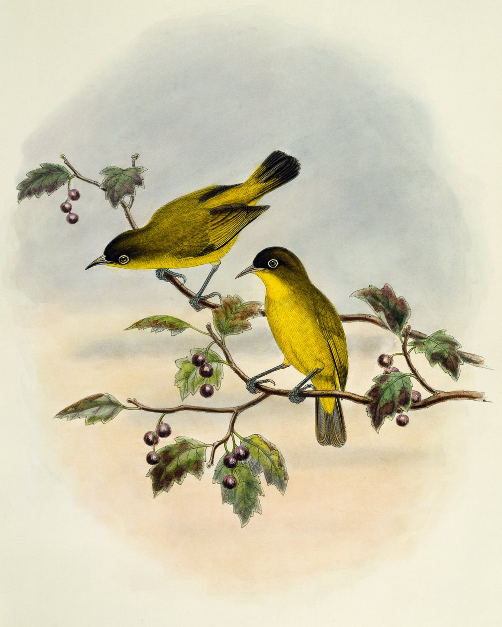 Bělooký zlatobřichý (Zosterops uropygialis), rytina William Matthew Hart (1830-1908), Spojené království od William Matthew Hart