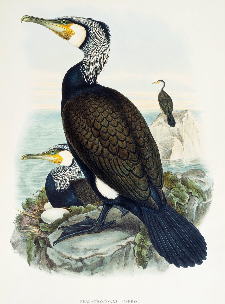 Kormorán velký (Phalacrocorax carbo), litografie z Birds of Great Britain od William Matthew Hart