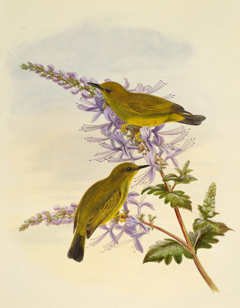 Bělooký šedohrdlý (Zosterops rendovae), rytina William Matthew Hart (1830-1908), Spojené království od William Matthew Hart