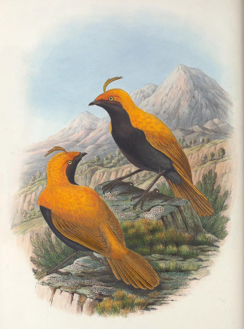 Hart Cnemophilus macgregorii plodina od William Matthew Hart