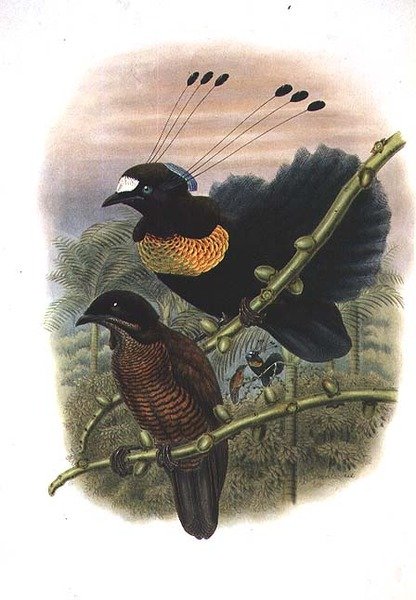 Lawesova šestidrátová parotia - Bird of Paradise (barevné lito) od William Matthew Hart