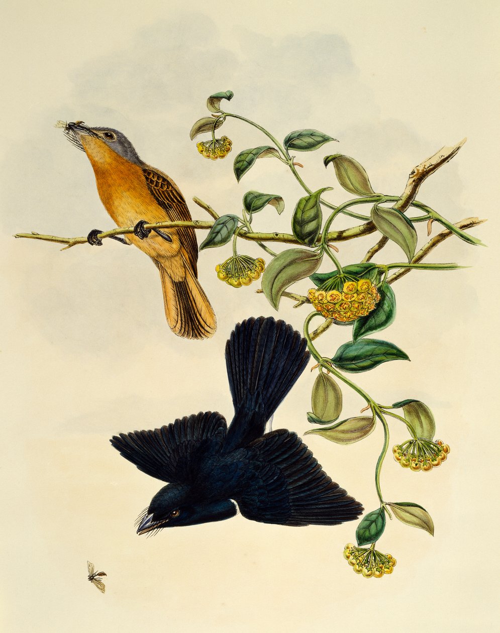 Lejsek okrovohlavý (Myiagra cervinicauda), rytina William Matthew Hart (1830-1908), Spojené království od William Matthew Hart